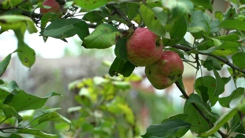 CLUSTER OF APPLES 스톡 동영상 102292317