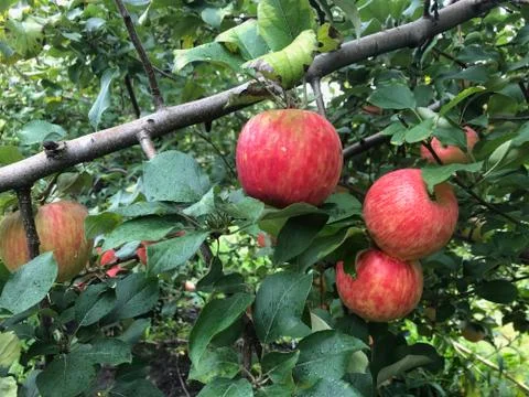 Cluster of Apples hanging on an Apple Tree Stock Photos