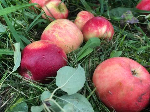 Cluster of Apples Foto stock