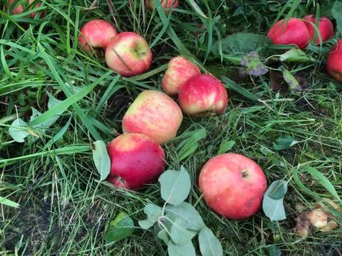Cluster of Apples Foto stock