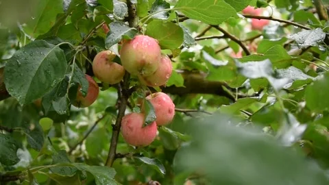 Cluster of apples in tree Stock Footage 191203840