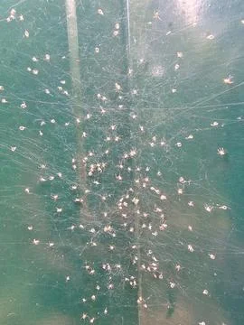 Cluster of baby spiders on web 스톡 사진