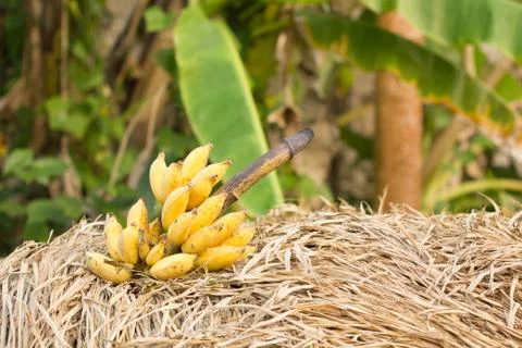 Cluster of banana Stock Photos