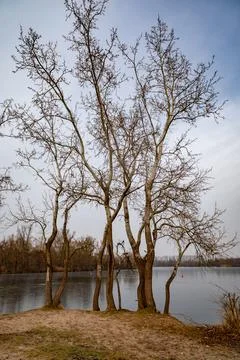A cluster of bare trees stands on a sandy bank overlooking a calm, partially  Stock Photos