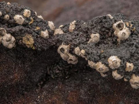 Cluster of Barnacles Stock Photos