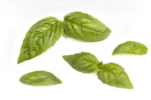 Cluster of basil leaves on white. Stock Photos