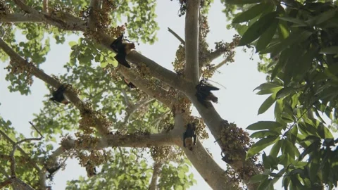Cluster of bats in a fig tree, eating and relaxing upside down during Stock Footage 220475042