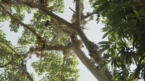 Cluster of bats hanging from a fig tree in Africa, eating, sleeping and Stock Footage 220560300
