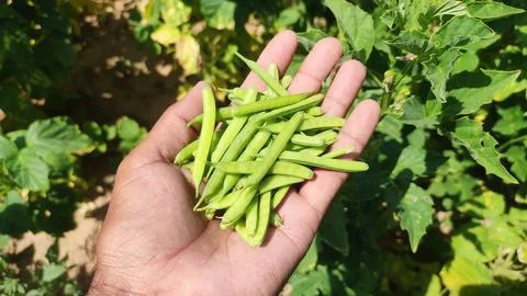 Cluster beans pods in hand, close up view Stock Photos