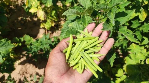Cluster beans pods in hand, close up view Stock Photos