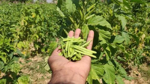 Cluster beans pods in hand, close up view Stock Photos