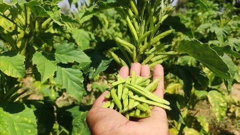 Cluster beans pods in hand, close up view Stock Photos