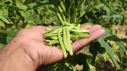 Cluster beans pods in hand, close up view Stock Photos