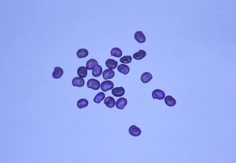 Cluster Beans Seed Stock Photos