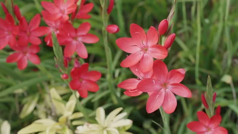 Cluster of beautiful red bugle lily flowers and buds - close up. 4K tripod Stock Footage 141447629
