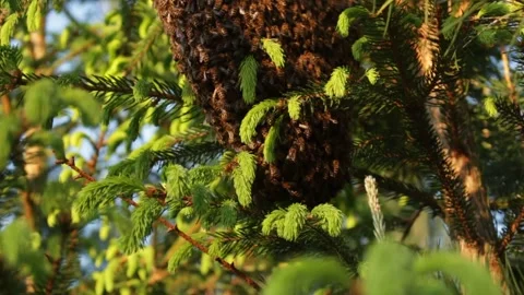 Cluster of bees Stock Footage 297621335