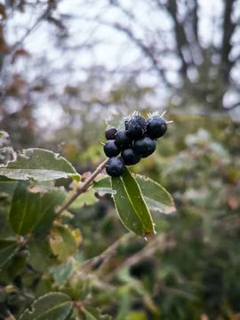A cluster of black berries on a leaf.  Stock Photos