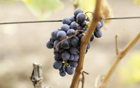 Cluster of black grapes in baskets, fruit and agriculture Stock Photos