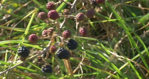 Cluster Of Blackberries Moved By The Wind Video stock 97390143