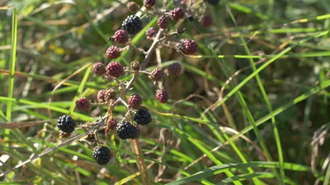 Cluster Of Blackberries Moved By The Wind In Slow Motion Video stock 97390822