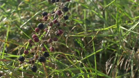 Cluster Of Blackberries Moved By The Wind In Slow Motion. Sunny Day Video stock 97390937