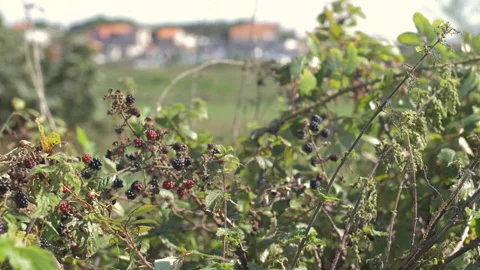 Cluster Of Blackberries Moved By The Wind In Slow Motion. Buildings On Video stock 97391014