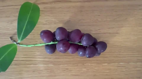 Cluster of blackcurrants, freshness fruit Stock Footage 341441455