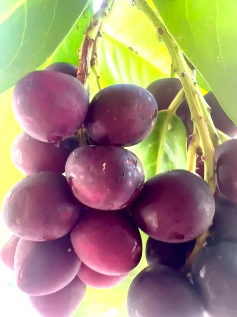 Cluster of blackcurrants, freshness fruit Stock Footage 341441475