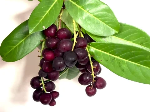 Cluster of blackcurrants, freshness fruit Stock Footage 341441476