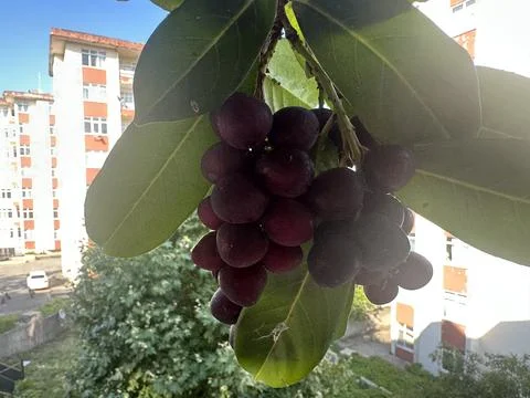 Cluster of blackcurrants, freshness fruit Foto stock