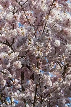 Cluster bloom 写真素材