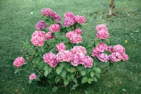 A cluster of blooming hydrangeas showcases stunning shades of pink and purple Stock Photos