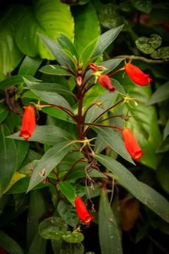 A cluster of blooming Seemannia sylvatica Stock Photos