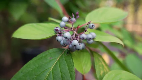 A cluster of blue berries on a leaf Stockbeeldmateriaal 318606634