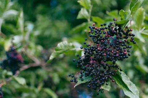 A cluster of blue berries on a leaf Stock Photos