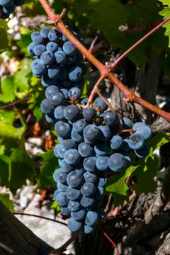 Cluster of blue grapes Stock Photos