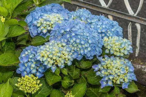 Cluster of blue hydrangeas transitioning from pale to vibrant hues, surroun.. 写真素材