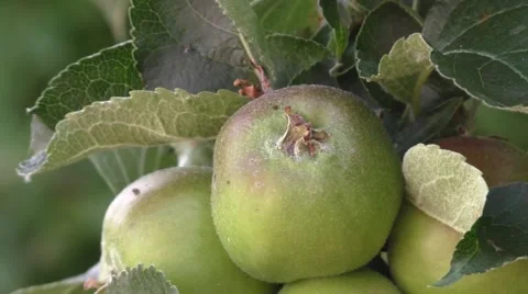 Cluster of Bramley Apples on the branch Stock Footage 52312610