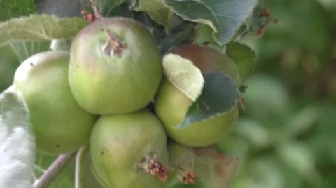 Cluster of Bramley Apples Stock Footage 52312617
