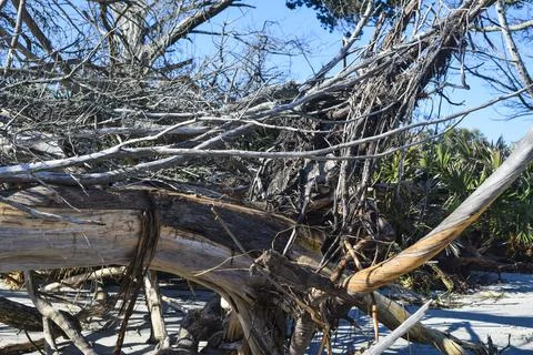 Cluster of branches Stock Photos
