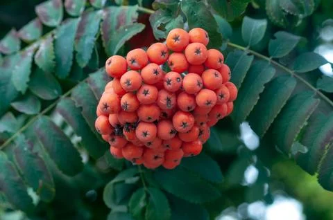 Cluster of bright orange rowan berries on green leaves Stock Photos