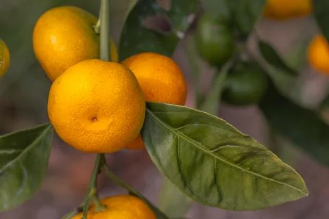A cluster of bright oranges is hanging from a tree with green leaves Stock Photos