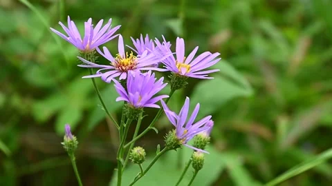 Cluster of bright purple wild aster flowers with yellow centers  Stock Footage 139838964