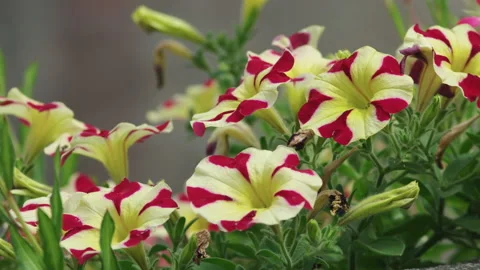 A cluster of bright red and yellow petunia flowers - close up. 4K locked tripod Stock Footage 141120895