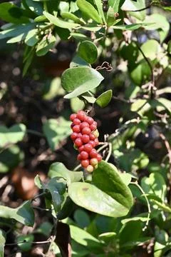 Cluster of bright red berries hanging among green foliage Stock Photos