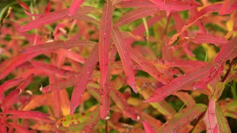 Cluster of bright red fireweed leaves showing their autumn color. Stock Footage 139990632