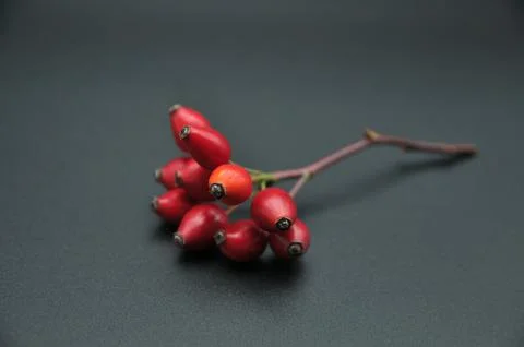 Cluster of bright red rose hips on dark background Stock Photos