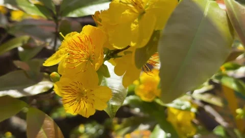 Cluster of bright yellow blossoms opens fully against leafy background during Stock Footage 330780397