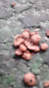 A cluster of brown and red objects on a gray and green surface out of focus 스톡 사진