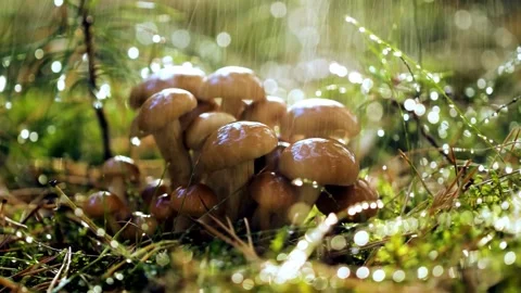 Cluster of Brown Mushrooms in Damp Forest Environment Stock Footage 308341024